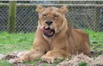 lioness